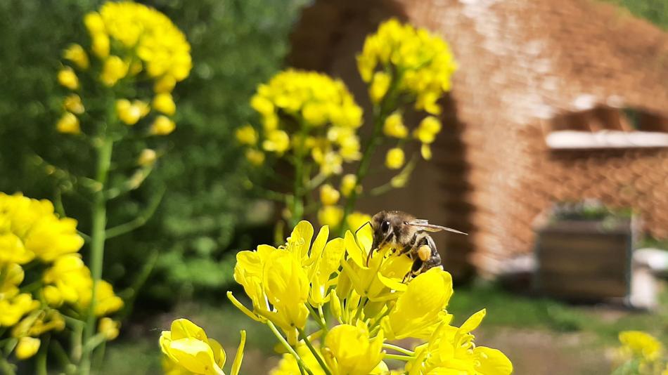 Interdisziplinärer Garten