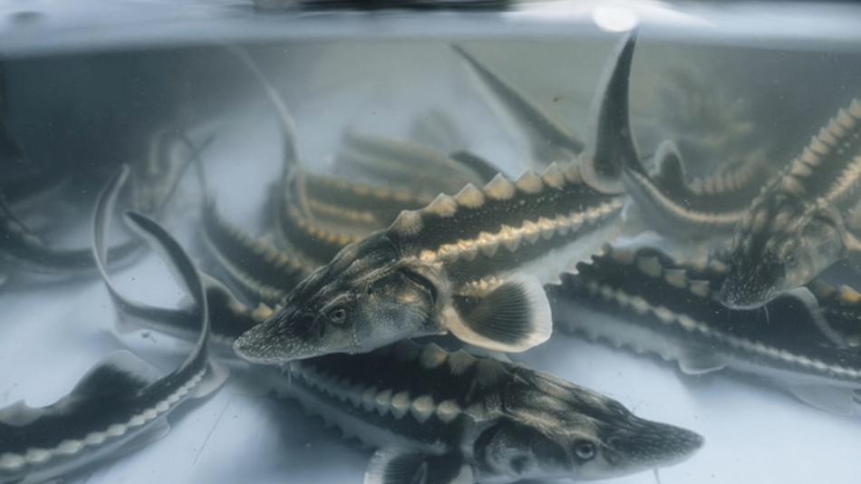 Mehrere junge Störe schwimmen in einem Becken mit klarem Wasser