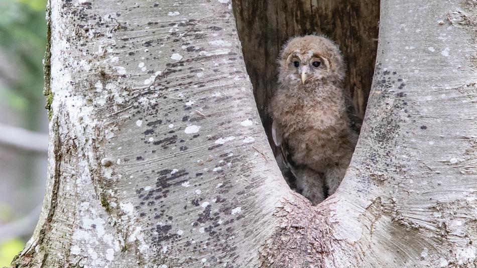 Junger Habichtskauz in einer natürlichen Buchen-Baumhöhle