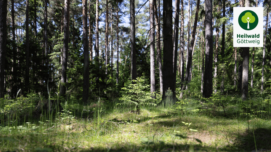 Lichter Nadelwald mit hohem Baumbestand und grünem Waldboden; rechts oben ist das Logo „Heilwald Göttweig“ eingeblendet.