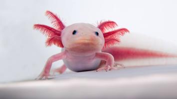 Axolotl – der Meister der Regeneration