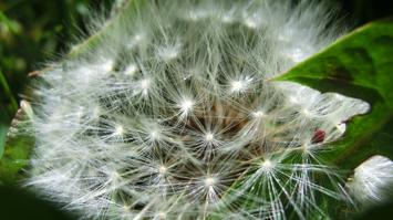 Früchte (haarige Flugschirme) eines Löwenzahns, Pusteblume