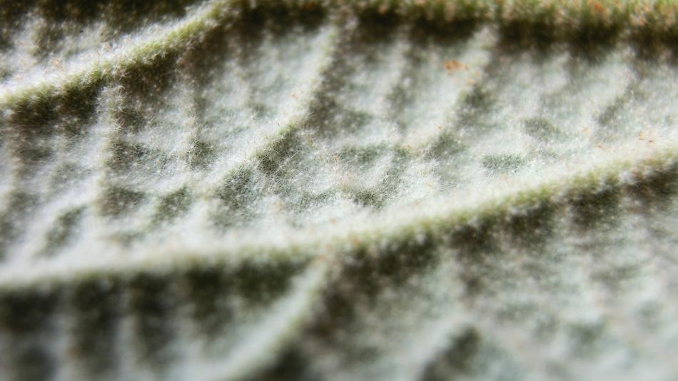 Schneeball-Blattunterseite