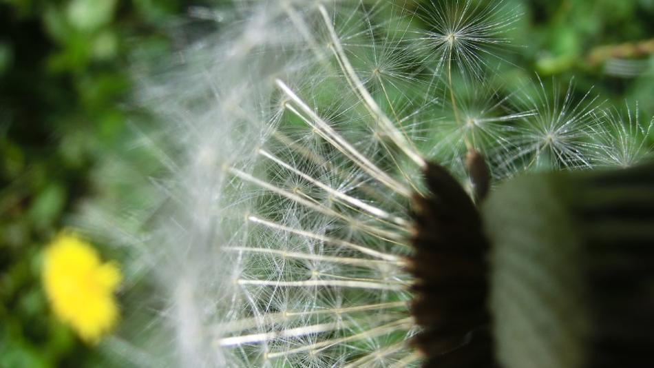 Sitz der Früchte eines Löwenzahns