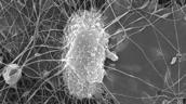 Hautzelle auf Nano-Membranen