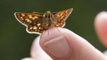 kleiner Schmetterling auf Finger