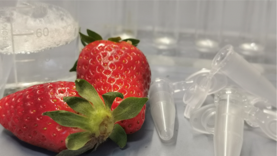 Erdbeeren und Reagenzgläser