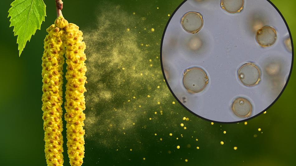 Birkenpollen