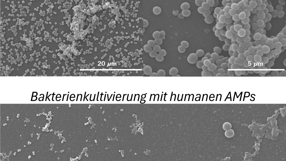 Bakterienkultivierung