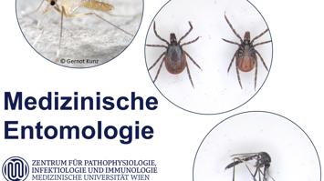 Was sticht mich denn da? Einblick in die Welt der medizinisch relevanten Insekten und Zecken in Österreich