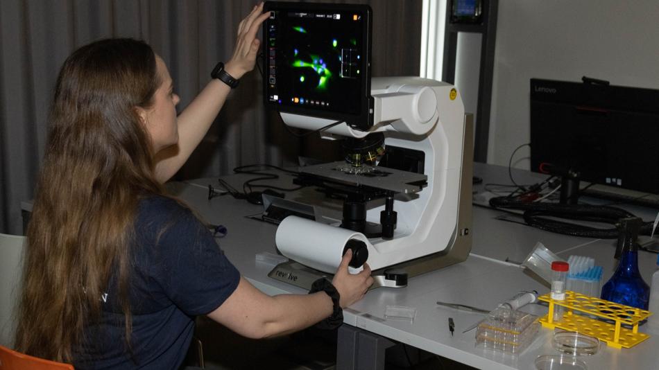 Visualisierung von Stammzellen auf Zahnimplantaten