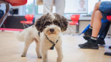 Therapiehund Campino