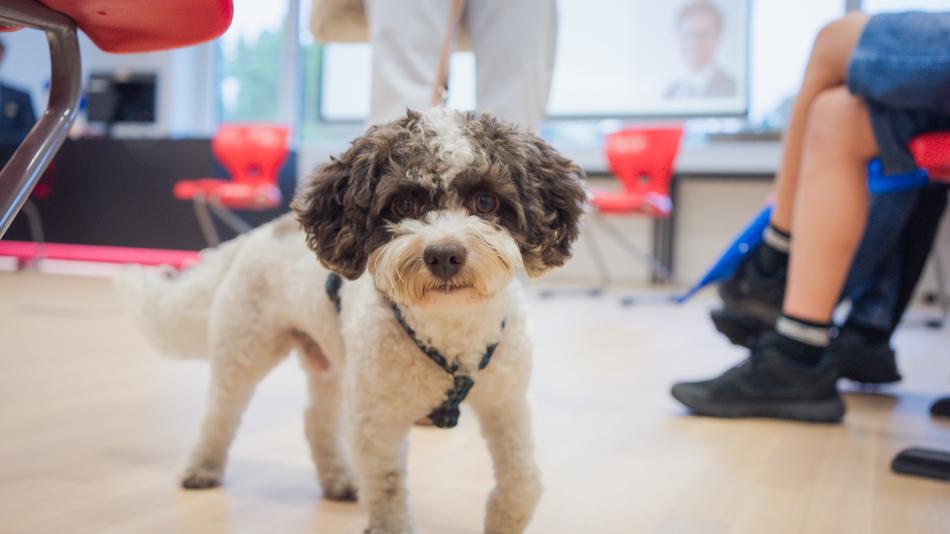 Therapiehund Campino