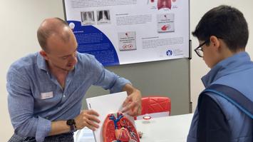 Erklärung des Aufbaus der Lunge anhand eines Modells