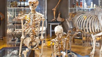 Anatomie Museum