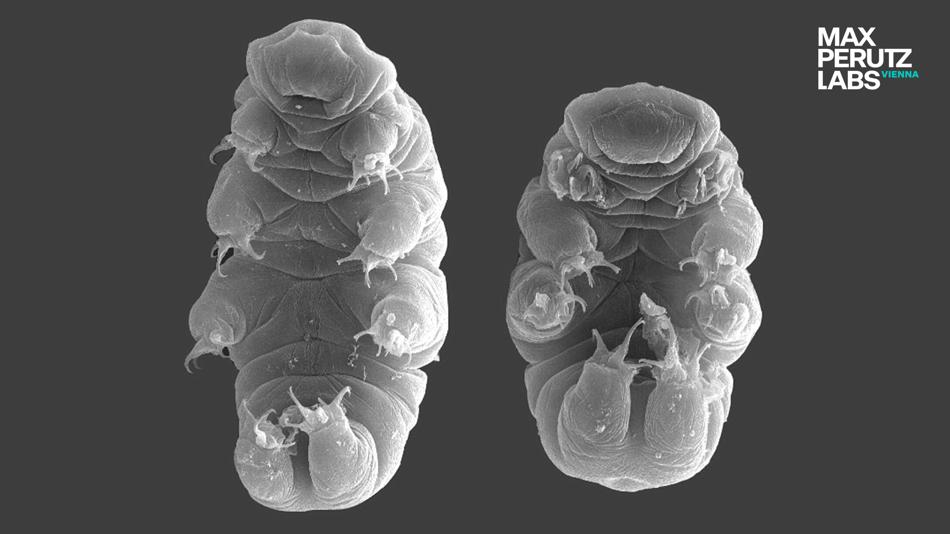 Tardigrada - Bärtierchen im Mikroskop