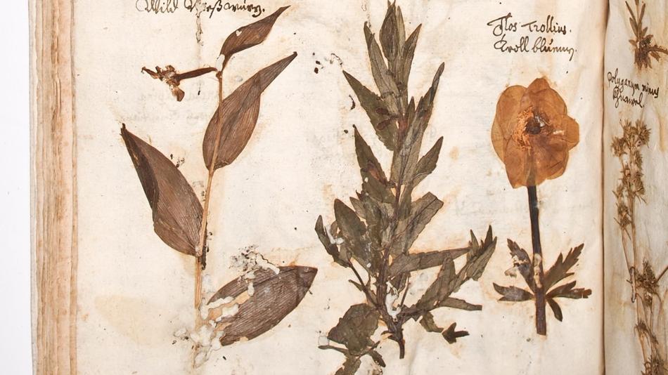 Über 400 Jahre alt und noch immer lesbar“: Herbarium des Haller Stiftsarztes Hippolyt Guarinoni