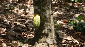 Kakaopflanze