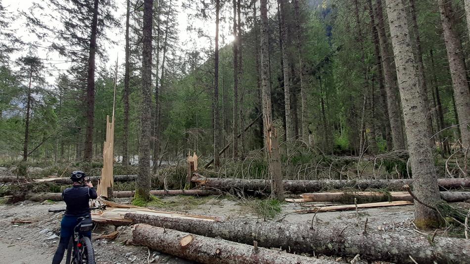 Sturmschäden im Wald