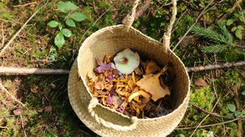 Co.Lab Mycelial Space