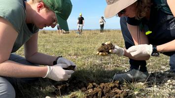Dunghaufen auf Dungkäfer durchsuchen