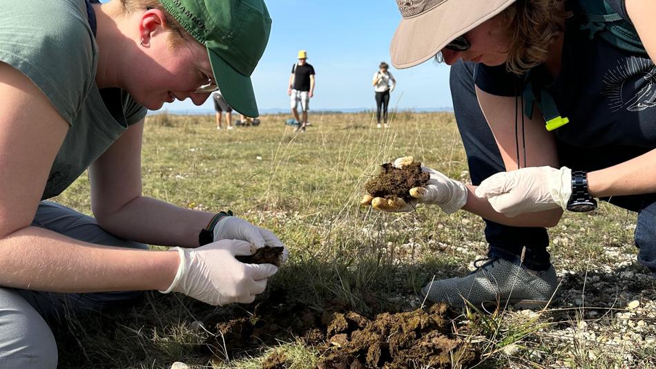 Dunghaufen auf Dungkäfer durchsuchen