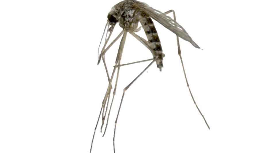 Aedes vexa