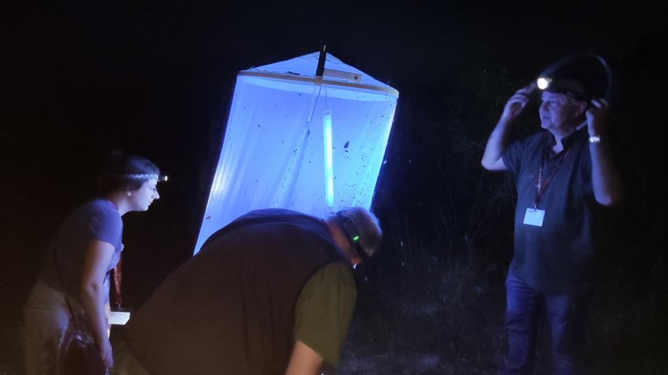 Leuchtexkursion - Nachtfalter