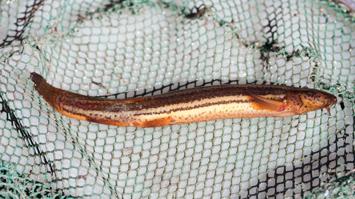 Schlammpeitzger - Elektrofischen