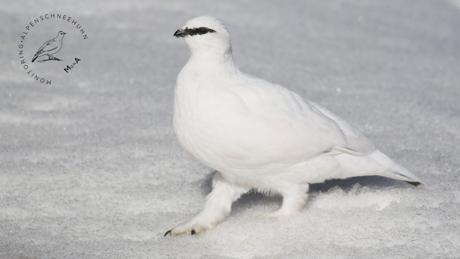 Schneehuhn im Schnee