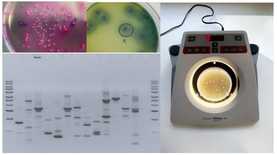 Darstellungen aus der mikrobiologischen Qualitäts-Kontrolle