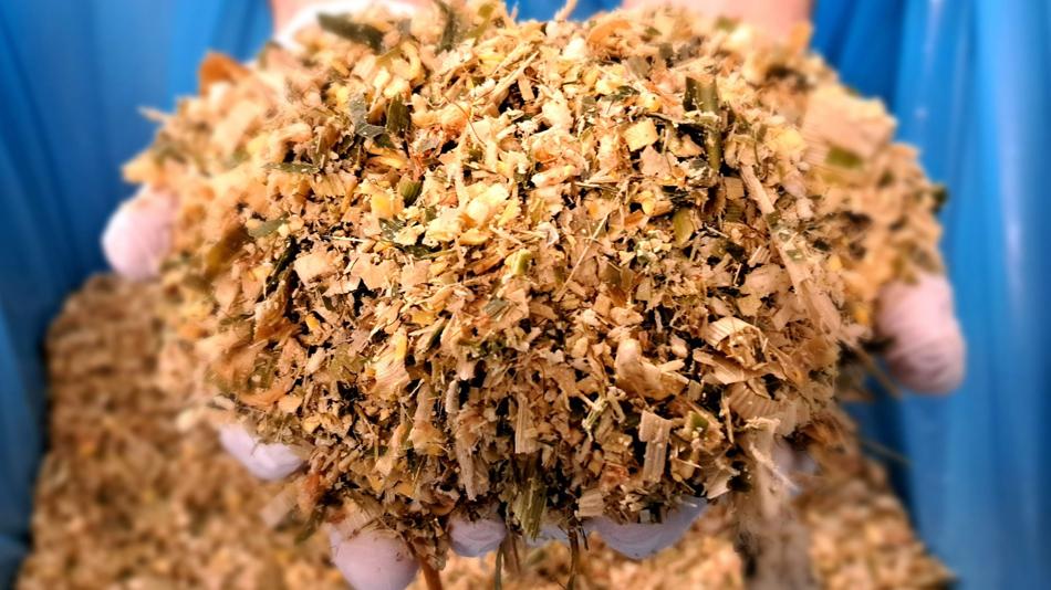 Qualitätsvolle SILAGE - Muster in Händen einer Laborantin