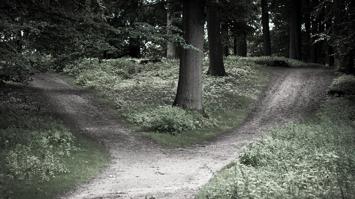Kreuzung im Wald