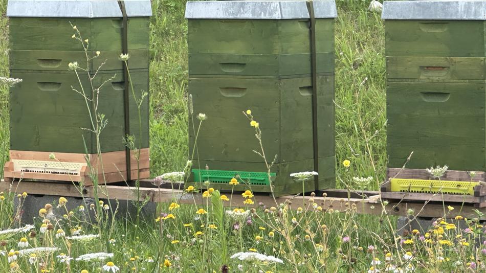 Bienenstöcke bei Fill
