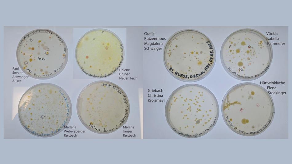 Von Schüler:innen angelegte Bakterienkulturen