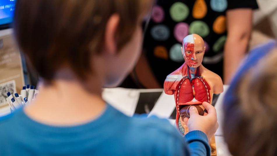 Kind mit Anatomiepuppe