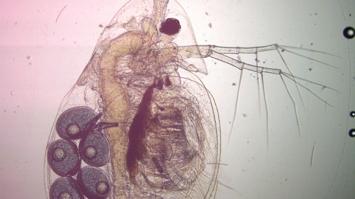Wasserfloh unter dem Mikroskop