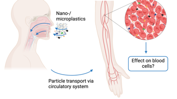 Effekt von Plastikpartikeln auf die Blutzellen
