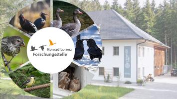 Mehrere Bilder von Vögeln, im Hintergrund ist ein Haus, die Konrad Lorenz Forschungsstelle