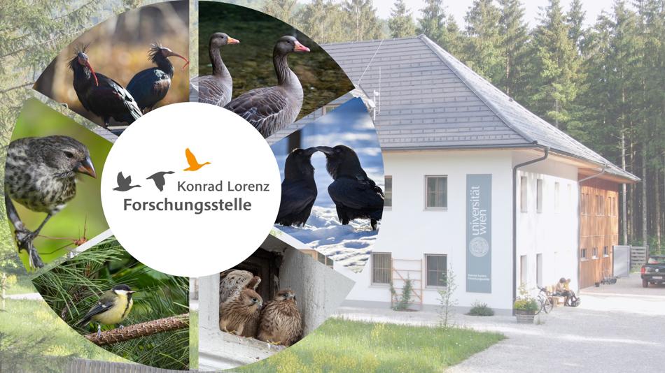 Mehrere Bilder von Vögeln, im Hintergrund ist ein Haus, die Konrad Lorenz Forschungsstelle