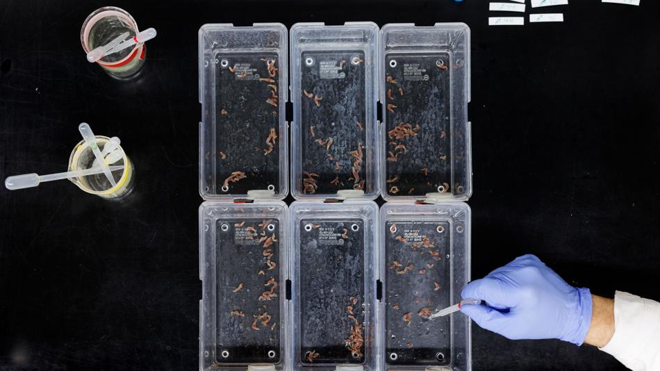 Boxen mit Nematostella, eine Hand mit blauem Handschuh welche mit einer Pipette an einer Box hantiert