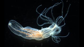 Detailliertes Bild einer Seeanemone "Nematostella"
