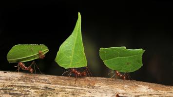 Blattschneider-Ameisen auf einem Ast
