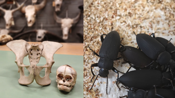 Die linke Seite des Bildes zeigt Knochen von einem Becken und einen kleinen Schädel, die rechte Seite zeigt schwarze große Käfer