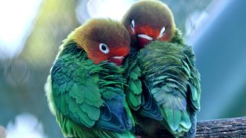 Zwei bunte Vögel auf einem Ast, eng aneinander geschmiegt