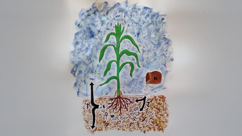 Zeichnung "Welche Wege geht der Dünger?"