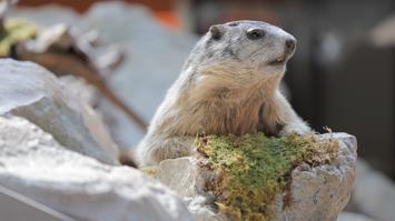 Murmeltier, Präparat im Museum Niederösterreich