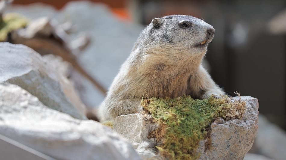 Murmeltier, Präparat im Museum Niederösterreich