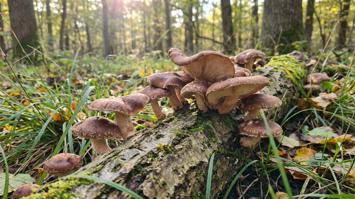 Shiitake Pilze im Wald