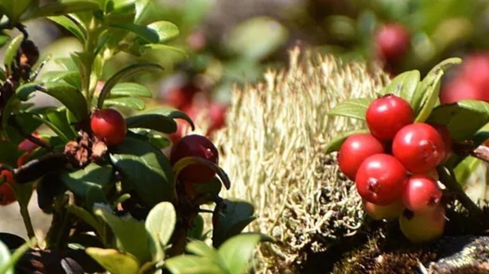 Bedeutung von Lebensmitteln